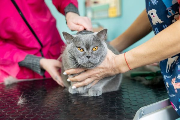 Pet Grooming San Diego