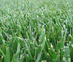 kentucky 31 grass seed