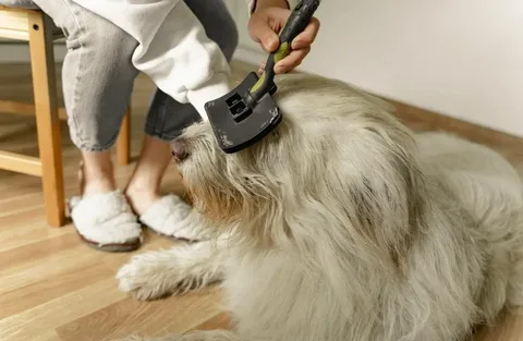 Dog Grooming for Happy Pups